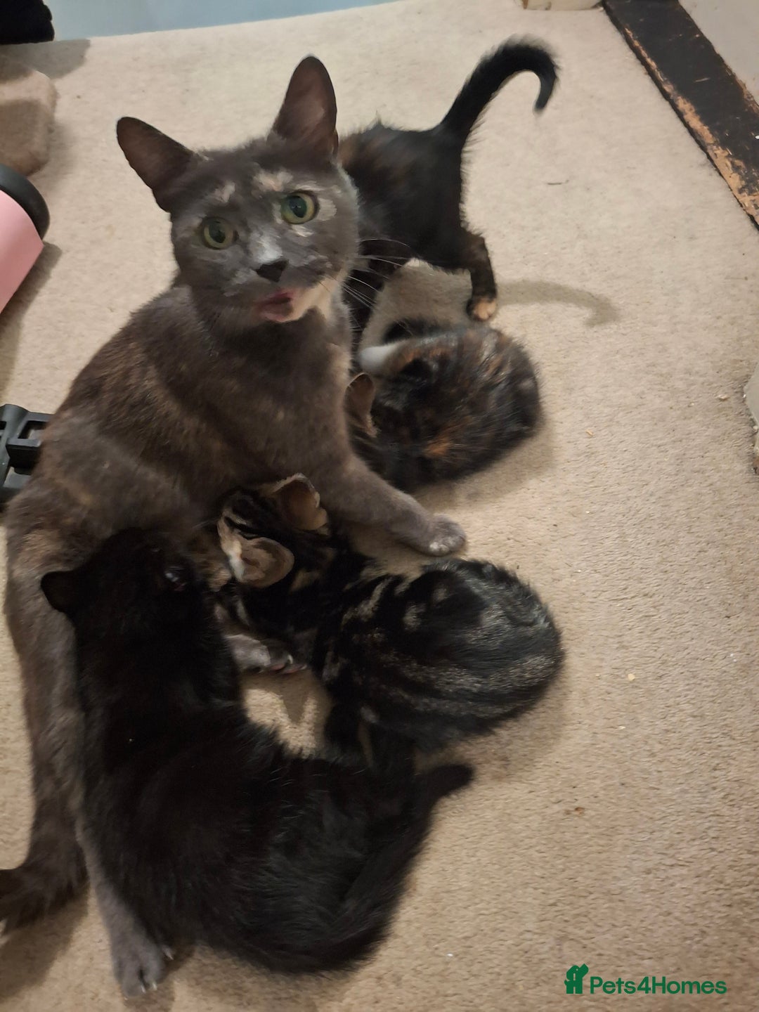 Mixed Breed cats for sale: Kittens for sale! - Advert 10