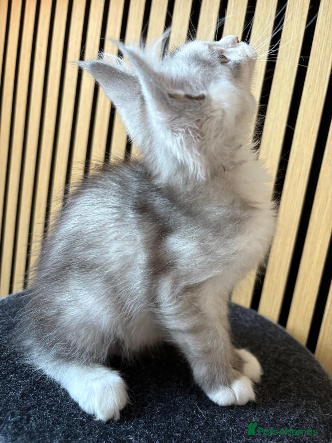 Maine Coon cats for sale: XL Maine Coon Kittens for Sale – TICA Reg - Advert 34