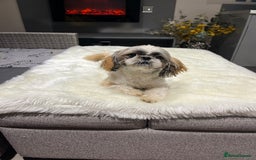 Shih Tzu dogs for sale: 2 female pedigree shih tzu (rehome) - Image 4