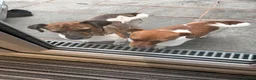 Jack Russell dogs for sale: Jack Russell puppies  - Advert 4