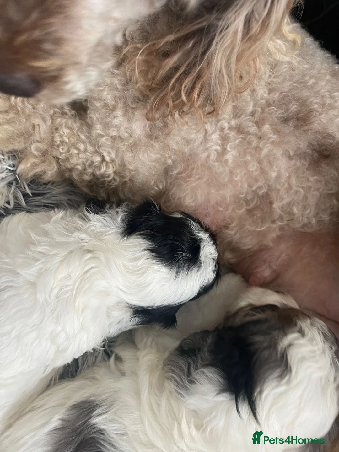 Cavapoo dogs for sale: THERAPY RAISED DNA TESTED CAVAPOOS  - Advert 12