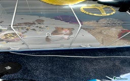 Hamster rodents for sale: Syrian hamster  - Image 7