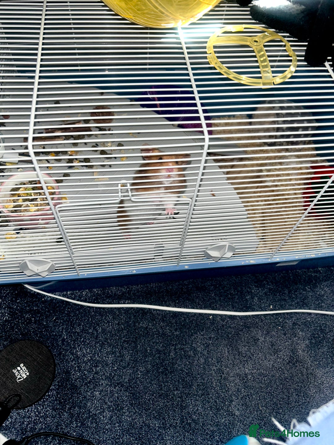 Hamster rodents for sale: Syrian hamster  - Image 7