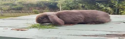 Mixed Breed rabbits for sale: Mixed breed £70 each - Advert 8