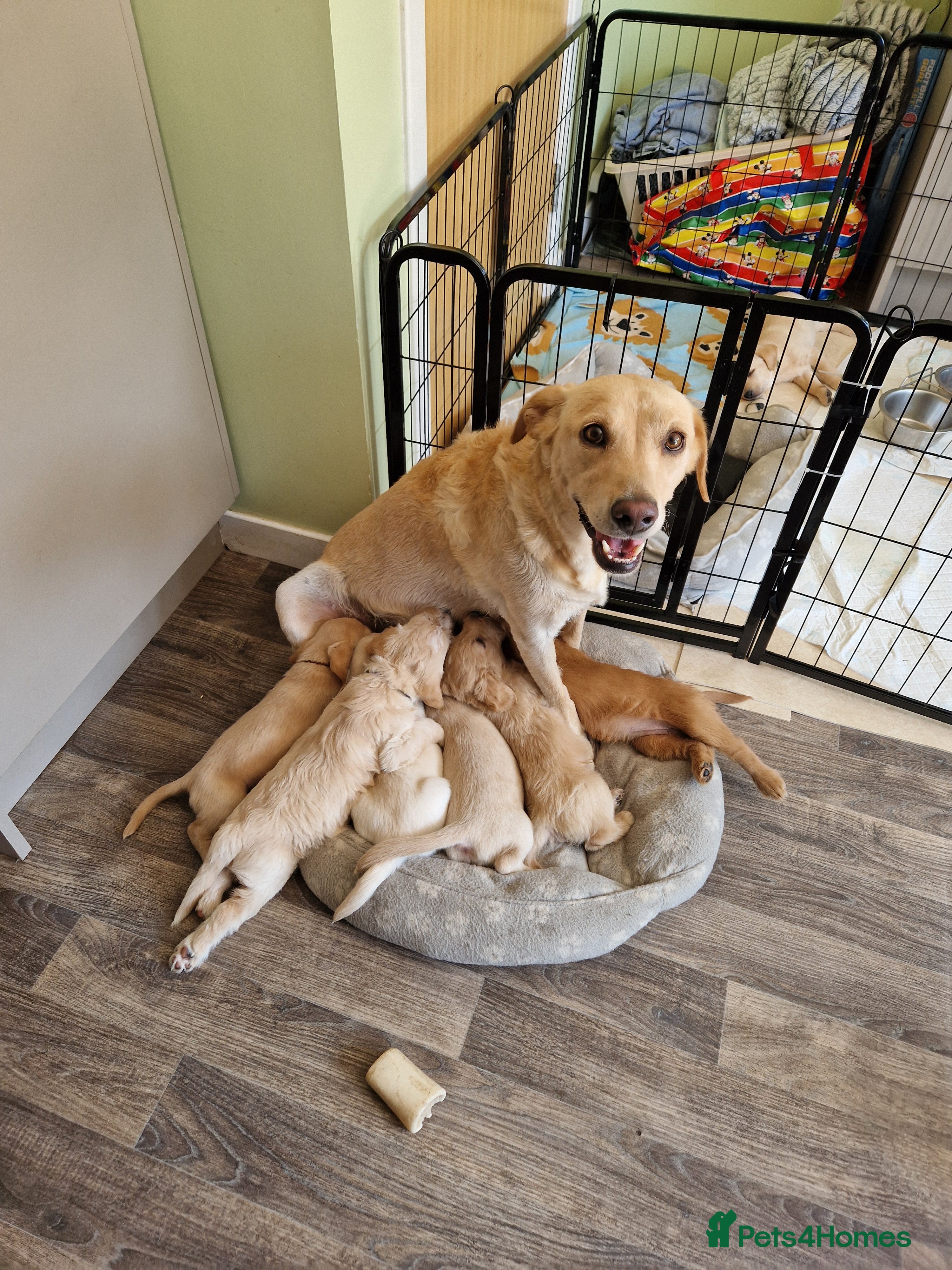 Labradoodle dogs Labradoodle pups for sale  - Advert 1