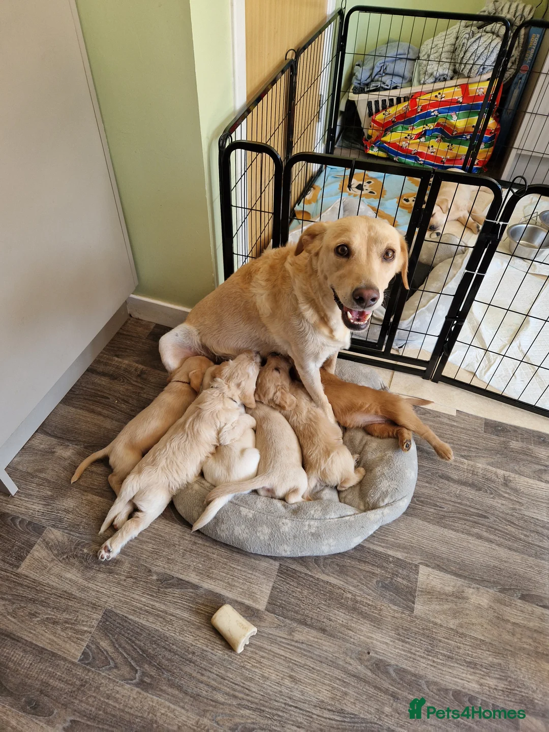 Labradoodle dogs for sale: Labradoodle pups for sale  - Advert 1