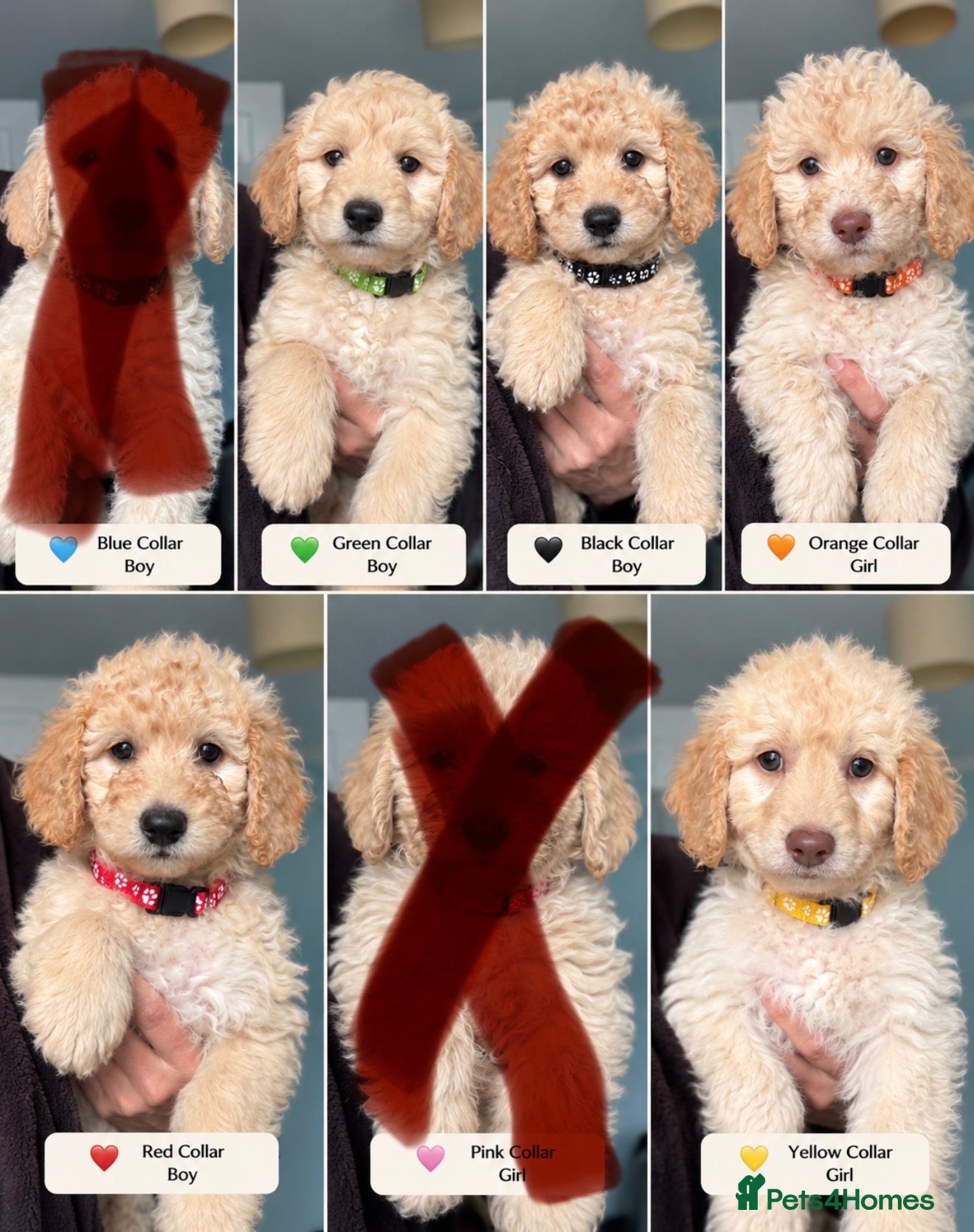 Mini Goldendoodle dogs MINI GOLDENDOODLE PUPPIES (last puppies available) - Advert 1