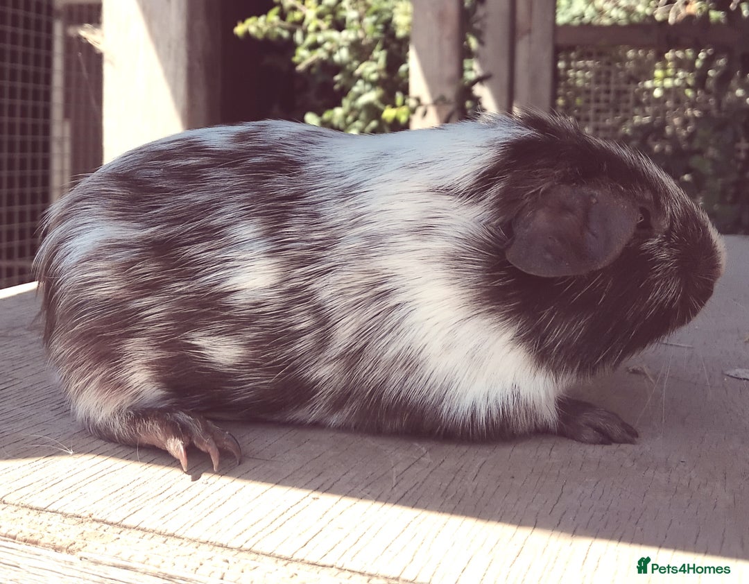 Guinea Pig rodents for sale: Chocolate Dalmation, Swiss, Tort, Baby Boars.. - Image 2