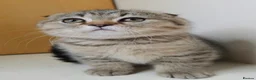Scottish Fold cats for sale: Golden Tabby Kittens  - Advert 23
