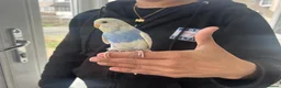 Budgerigars birds for sale: Super hand tamed baby budgies  - Advert 2