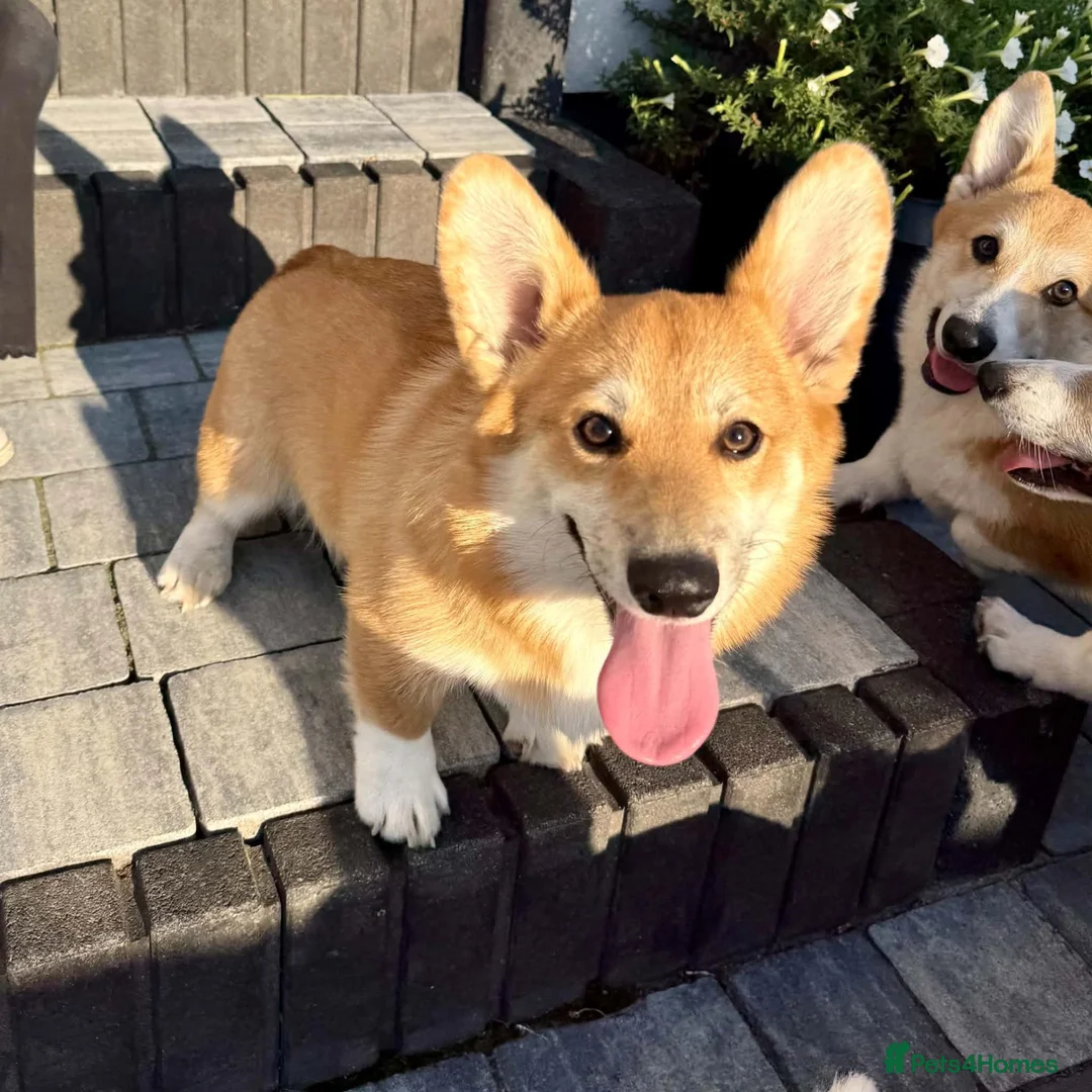 Welsh Corgi Pembroke dogs for sale: Welsh Corgi Pembroke Boy - Advert 3