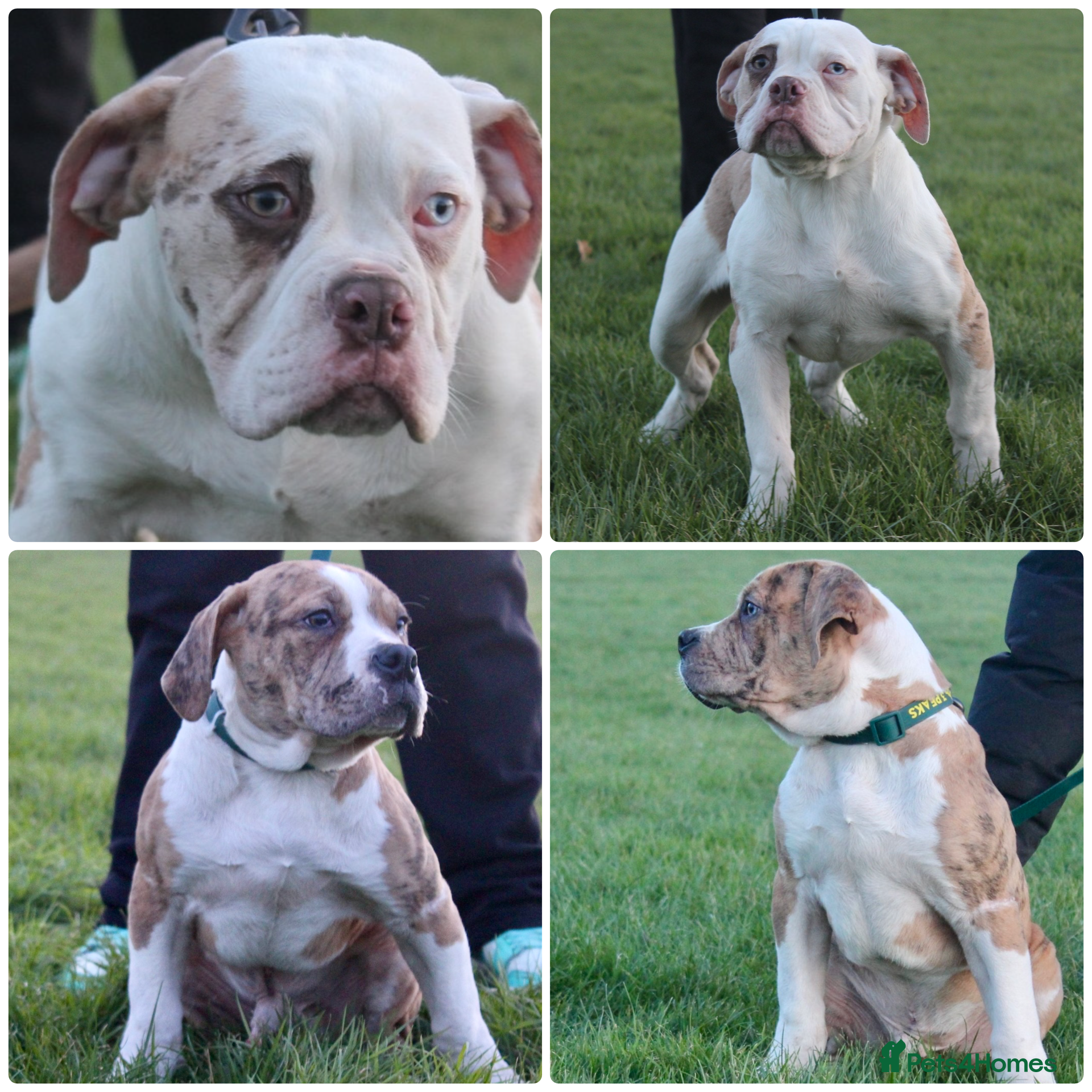 Alapaha Blue Blood Bulldog dogs SUPERB PICK OF LITTER PUP 5***** - Advert 2