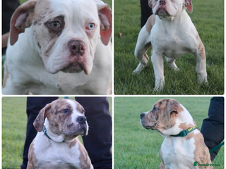 Alapaha Blue Blood Bulldog dogs SUPERB PICK OF LITTER PUP 5***** - Advert 2