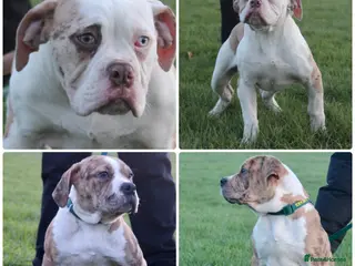 Alapaha Blue Blood Bulldog dogs SUPERB PICK OF LITTER PUP 5***** - Advert 2