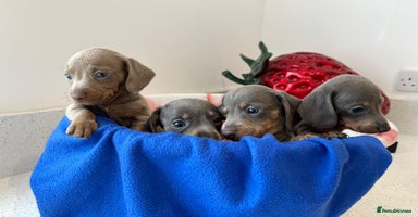 Miniature Dachshund dogs - Advert 3