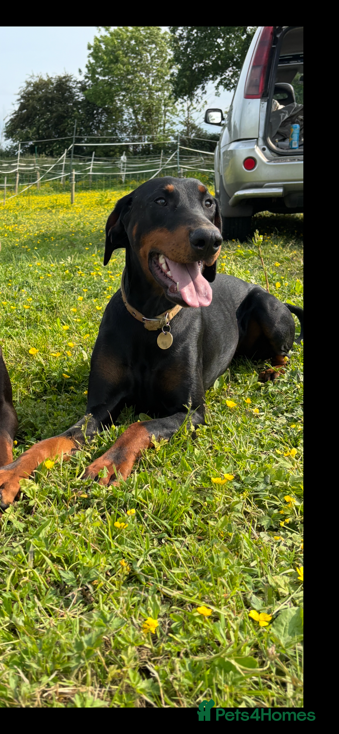Dobermann dogs for sale: Stunning KC Dobermans champion bloodlines  - Advert 4