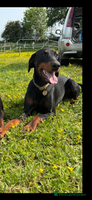Dobermann dogs - Advert 4