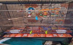 Conures birds for sale: Red Bellied Conure - Image 5