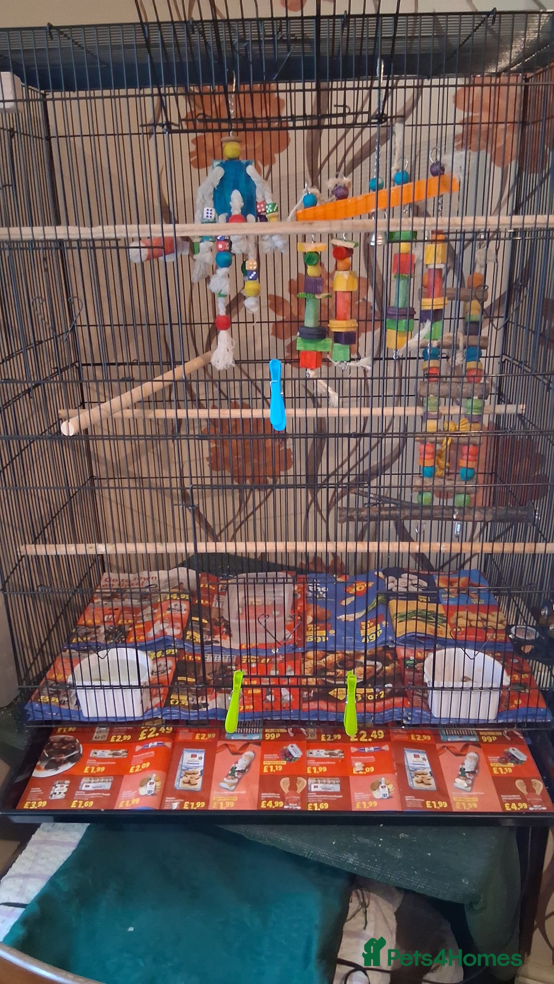 Conures birds for sale: Red Bellied Conure - Image 5
