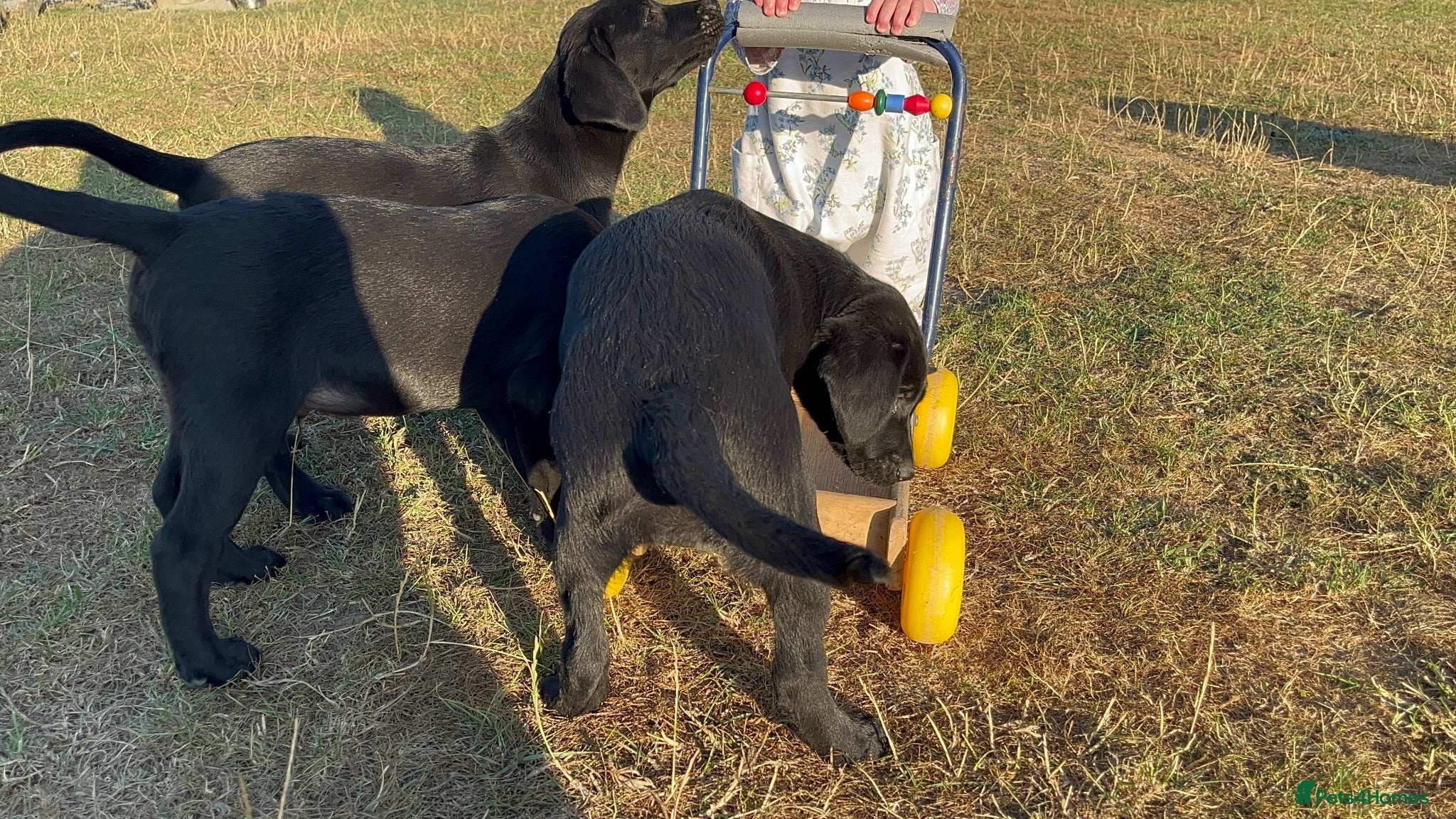 Labrador Retriever dogs Part Trainer Labradors - Pet/Assistance Dog/Gundog - Advert 3