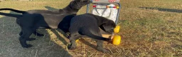 Labrador Retriever dogs for sale: Part Trainer Labradors - Pet/Assistance Dog/Gundog - Advert 1