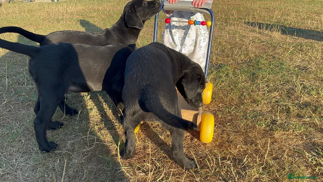 Labrador Retriever dogs for sale: Part Trainer Labradors - Pet/Assistance Dog/Gundog - Advert 1
