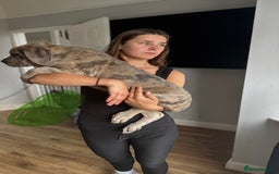 Mixed Breed dogs for sale: TRI MERLE CANE CORSO PUPPIES FOR SALE - Image 27
