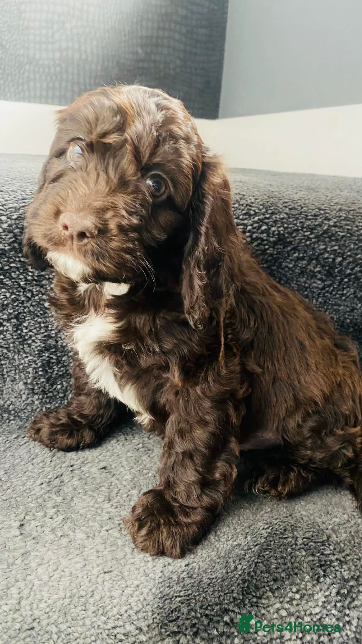 Sproodle dogs Last 2 boys💕ready now 💕 Sprockerpoo Puppies🐶💕 - Advert 2