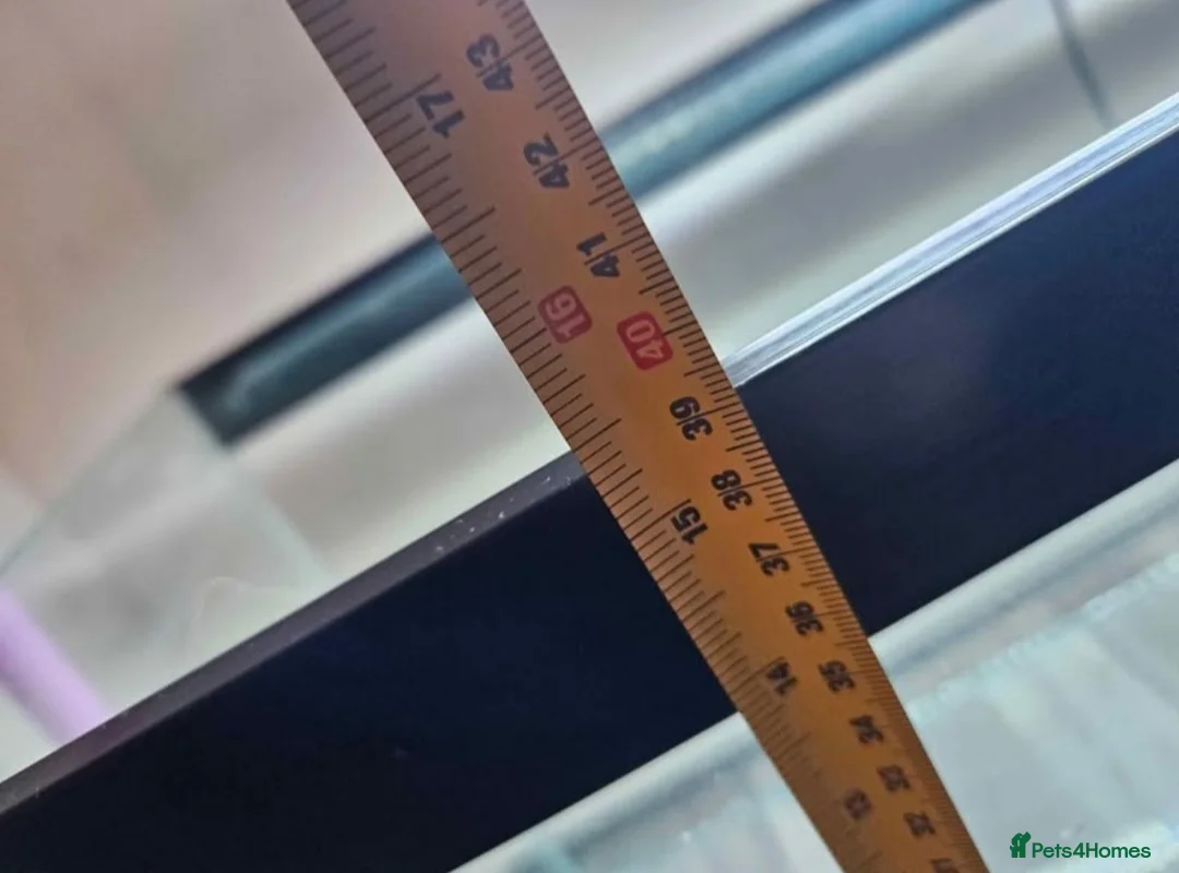 Goldfish fish for sale: 100L Fish Tank & Stand - Advert 3