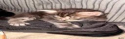 Maine Coon cats for sale: Maine coin x bengal kittens  in Melksham - Advert 15