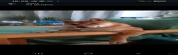 Japanese Shiba Inu dogs for stud: Shiba Inu for stud - Advert 4