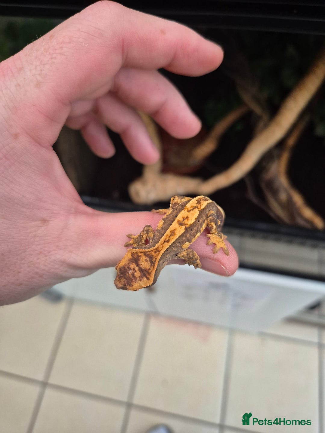 Gecko reptiles for sale: crested geckos, leopard geckos - Advert 13
