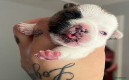 French Bulldog dogs for sale: Red pied female  - Image 11