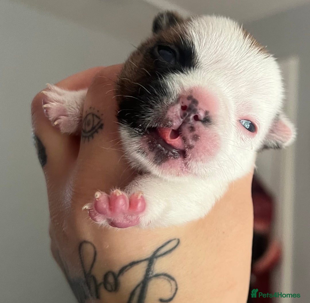 French Bulldog dogs for sale: Red pied female  - Image 11