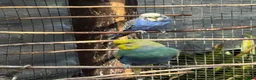 Budgerigars birds for sale: Budgies  - Advert 10