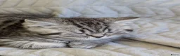 British Shorthair cats for sale: British Shorthair Teddy Bear Kittens For Sale! - Advert 20