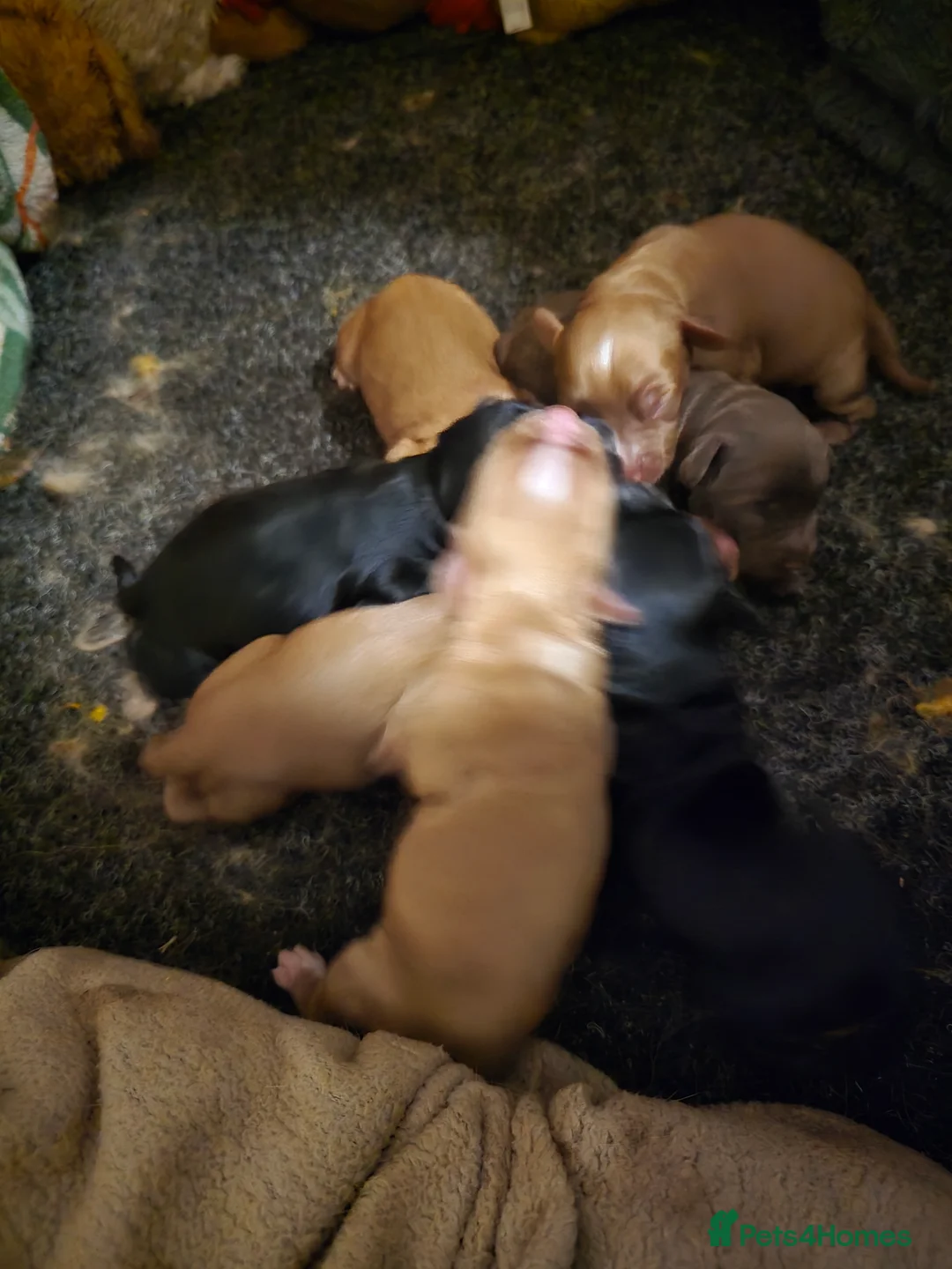 Cocker Spaniel dogs for sale: Cocker spaniel puppy  - Advert 2