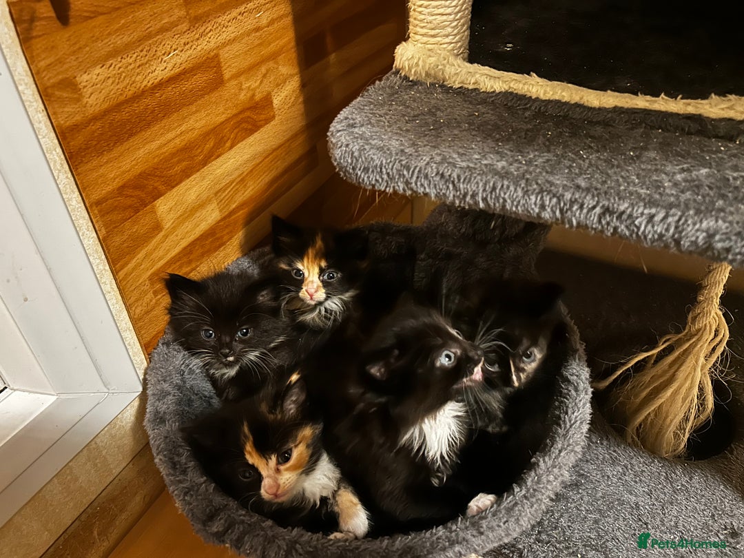 Ragcoon cats for sale: Ragdoll cross Maine coon - Image 6