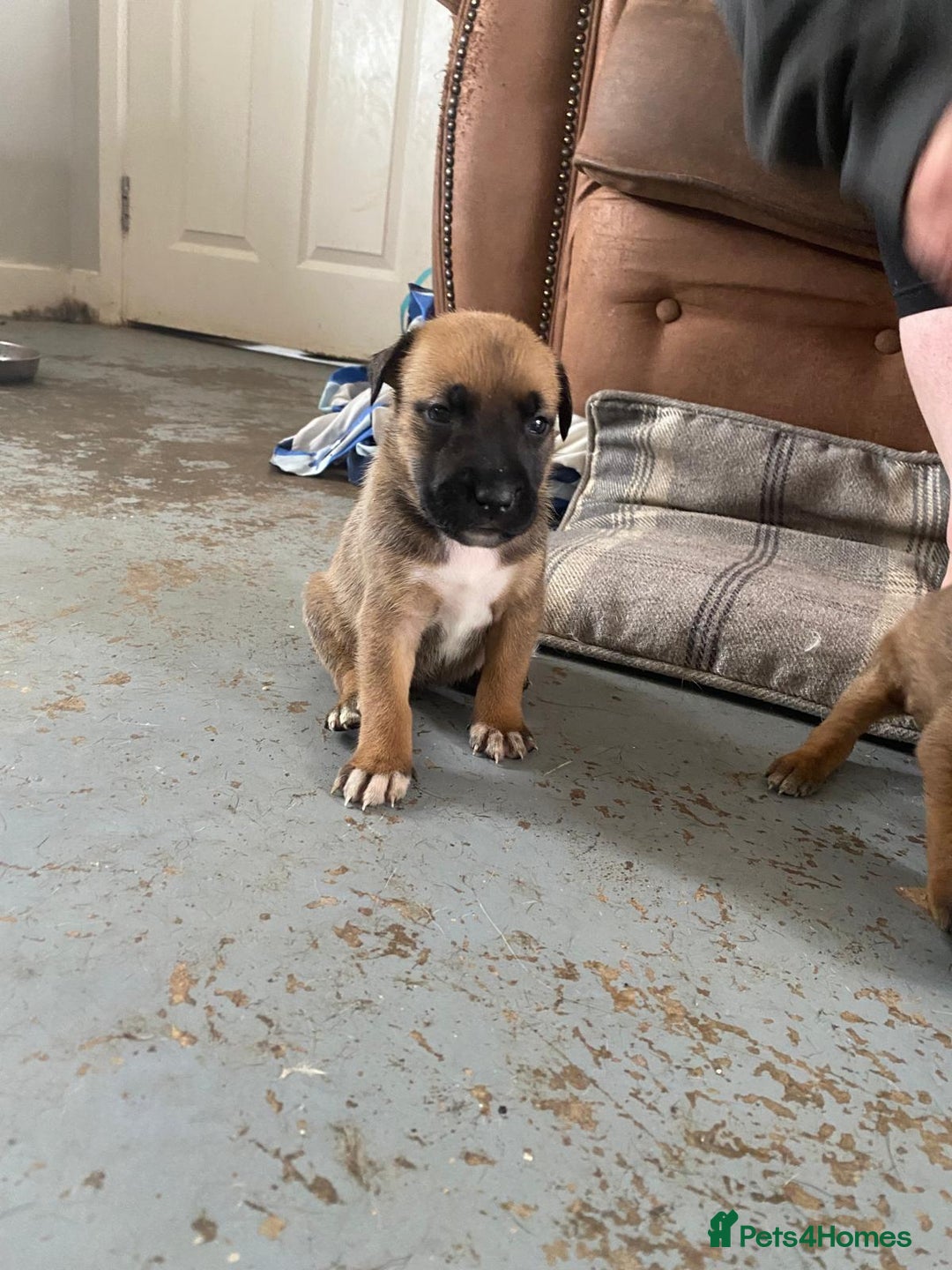 Mixed Breed dogs for sale: Mali cross  - Advert 24