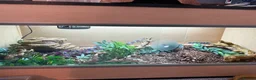 Corn Snake reptiles for sale: male corn snake and setup  - Advert 2