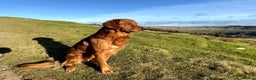 Golden Retriever dogs for stud: STUNNING RED STUD DOG, FULLY HEALTH TESTED in Bristol - Advert 9
