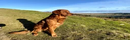 Golden Retriever dogs for stud: STUNNING RED STUD DOG, FULLY HEALTH TESTED in Bristol - Advert 9