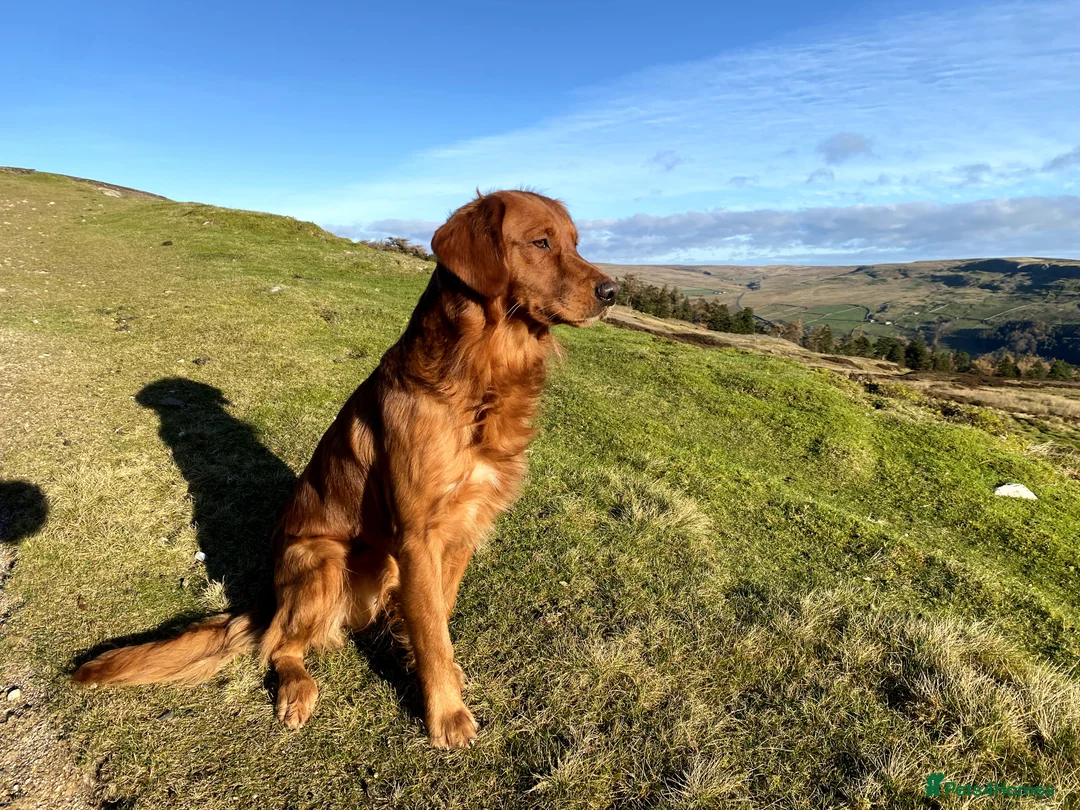 Golden Retriever dogs for stud: STUNNING RED STUD DOG, FULLY HEALTH TESTED in Bristol - Advert 9