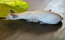 Bengal cats for sale: Snow Lynx Bengal Kittens - Image 27