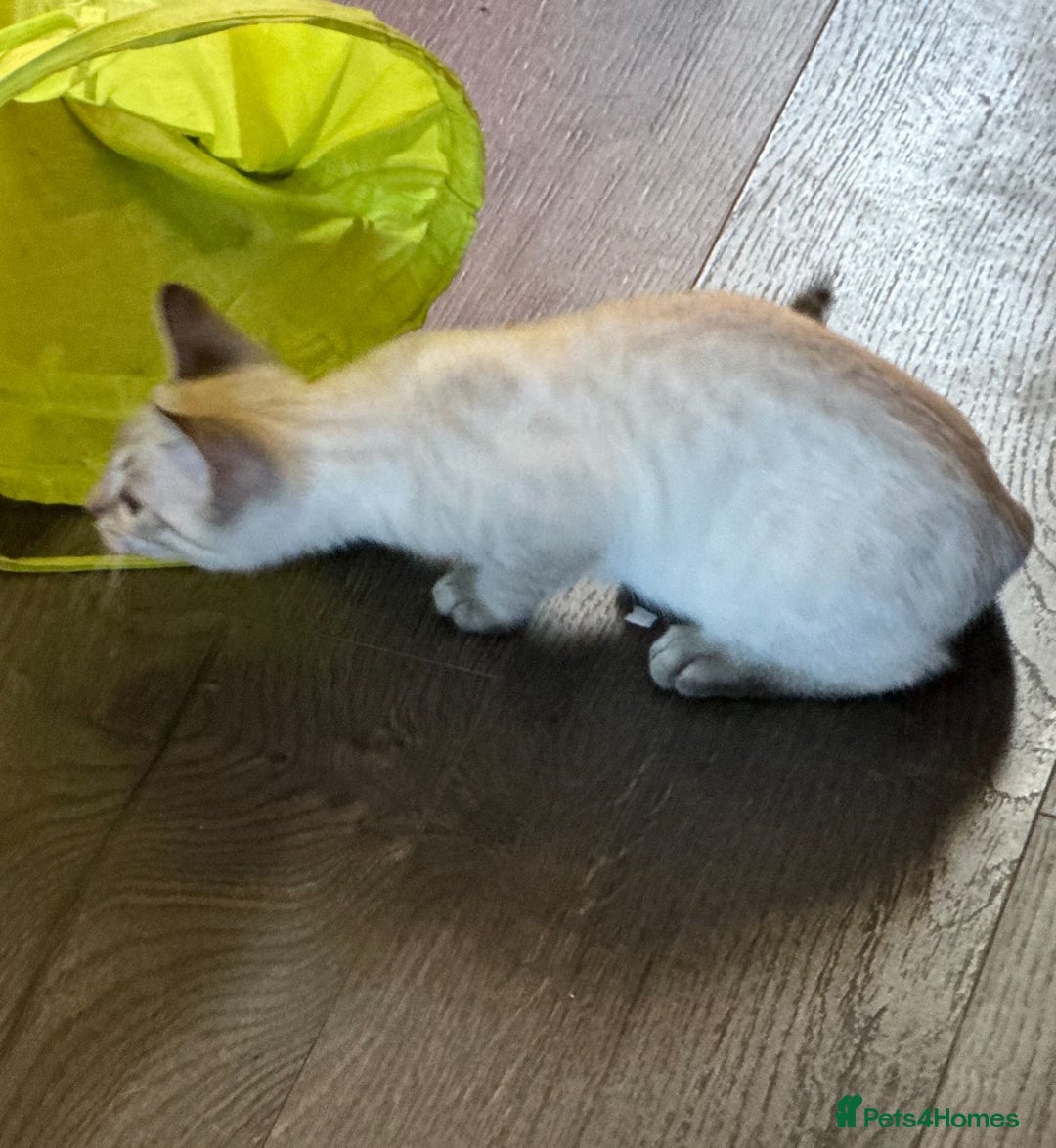 Bengal cats for sale: Snow Lynx Bengal Kittens - Image 27