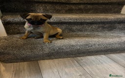 Pug dogs for sale: Pug puppy female  - Image 4