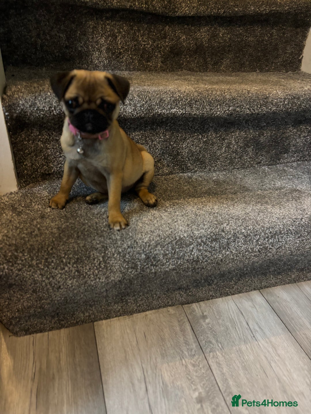 Pug dogs for sale: Pug puppy female  - Image 4