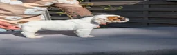 English Bulldog dogs for sale: 5 beautiful KC pups  - Advert 7