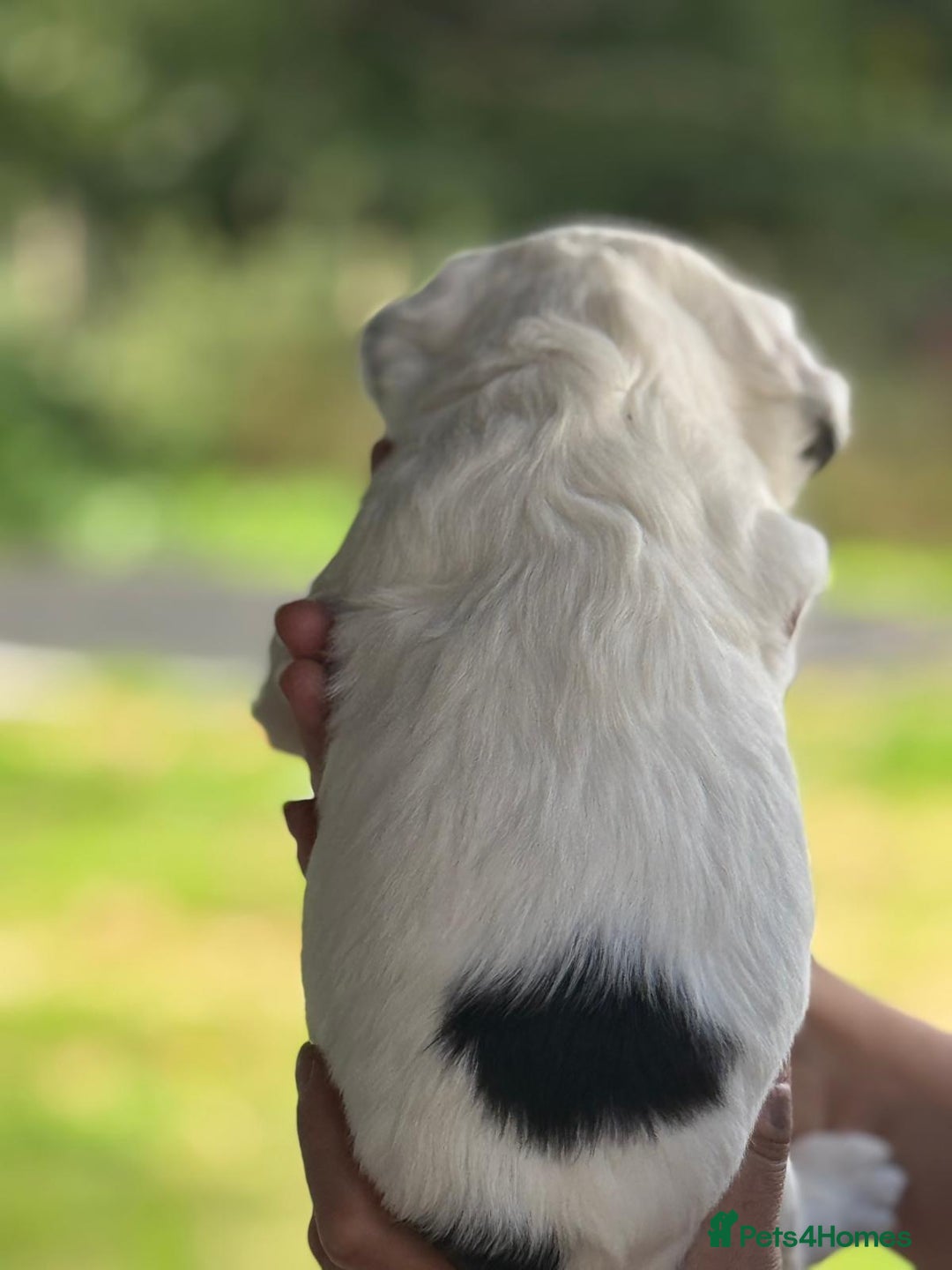 French Bulldog dogs for sale: *Fluffy Frenchie Pups* - Advert 25