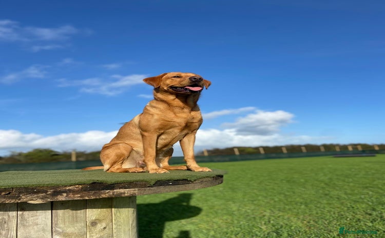 Labrador Retriever dogs Fox Red Labrador Pup's - Expressions of Interest - Advert 10